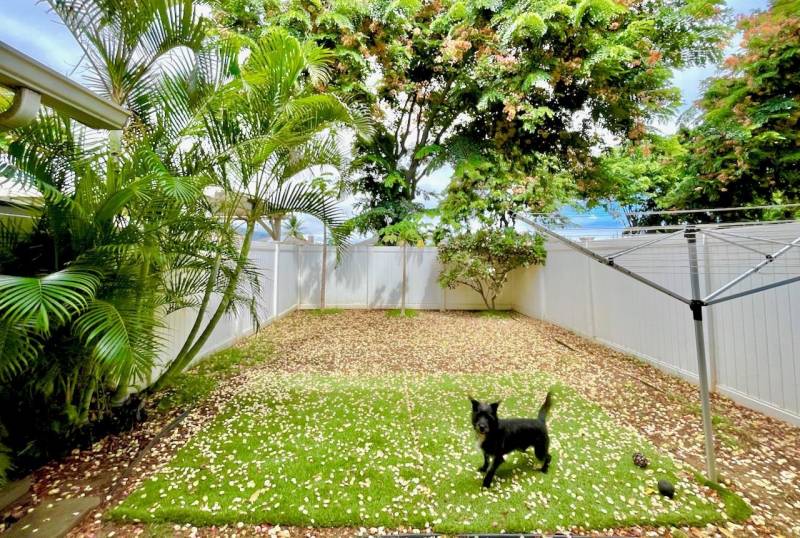 small black dog in fenced backyard on maui