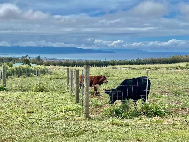 cows grazing on north shore maui land