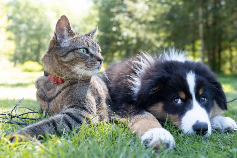 cat and dog sitting in the grass very close to each other