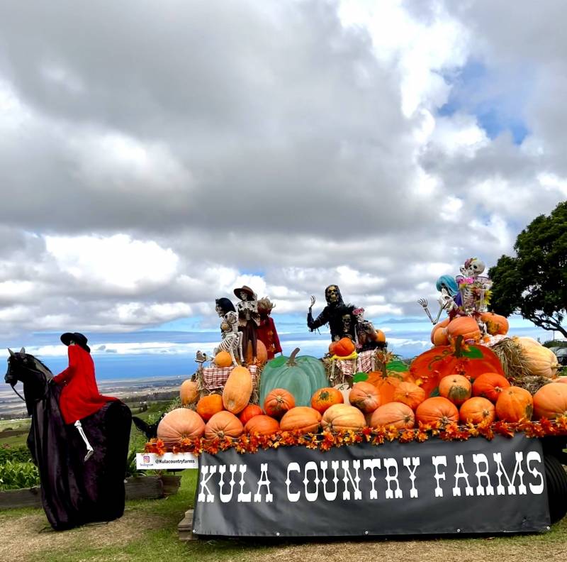kula country farms pumpkins
