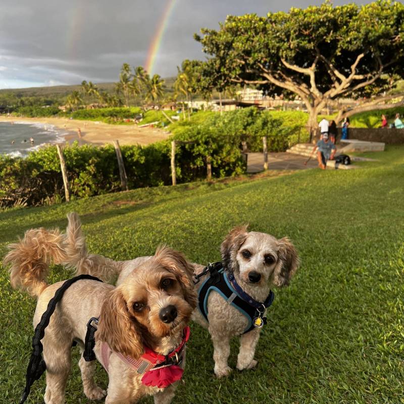 two small dogs in the grass with rainbow and beach in background