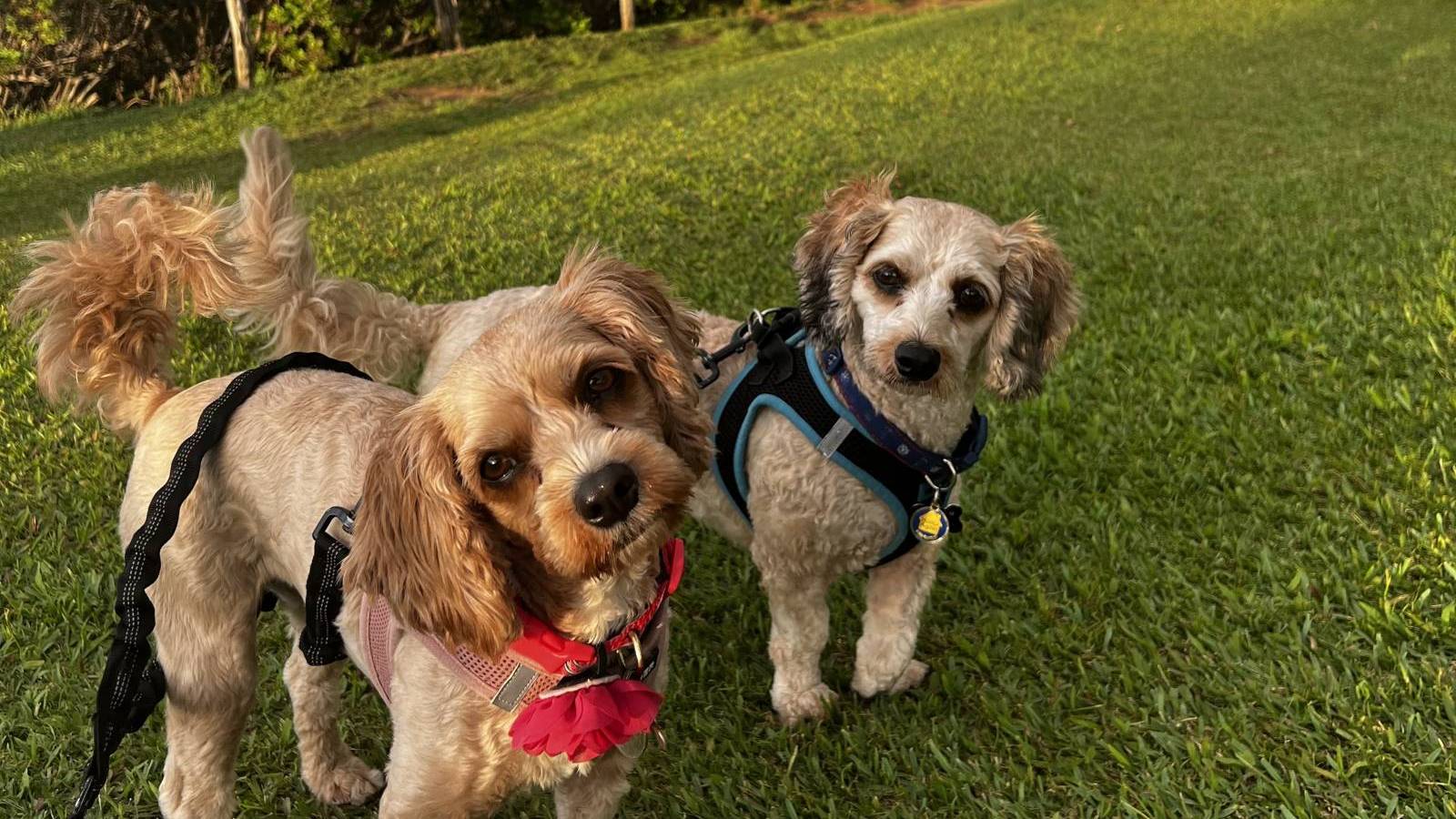Moving Your Pet to Maui Hawaii Real Estate Market & Trends Hawaii Life