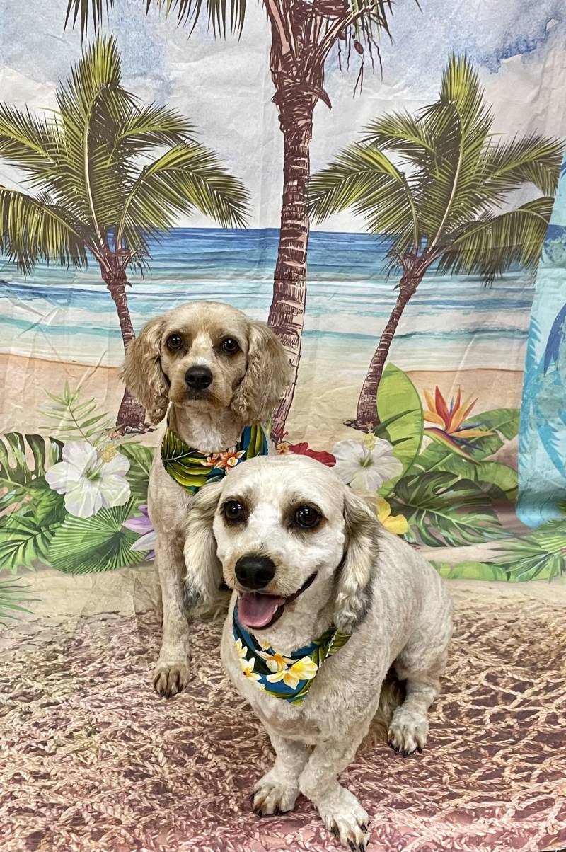 dogs sitting in front of hawaii beach landscape tapestry after moving to hawaii