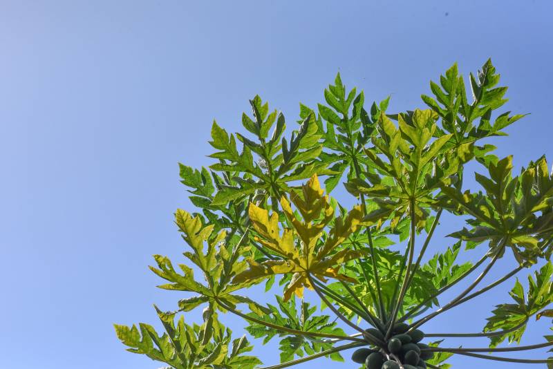 looking up at green leaves and papayas on tree with blue sky background