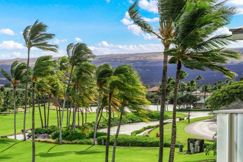 palm trees blowing in the wind on big island golf course