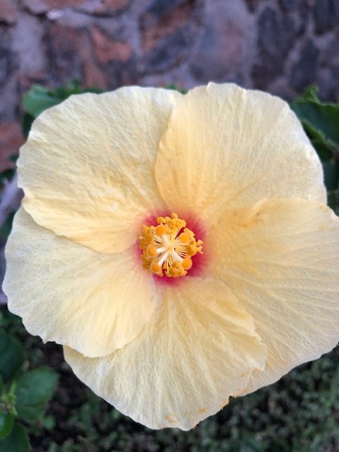 tropical flower in hawaii