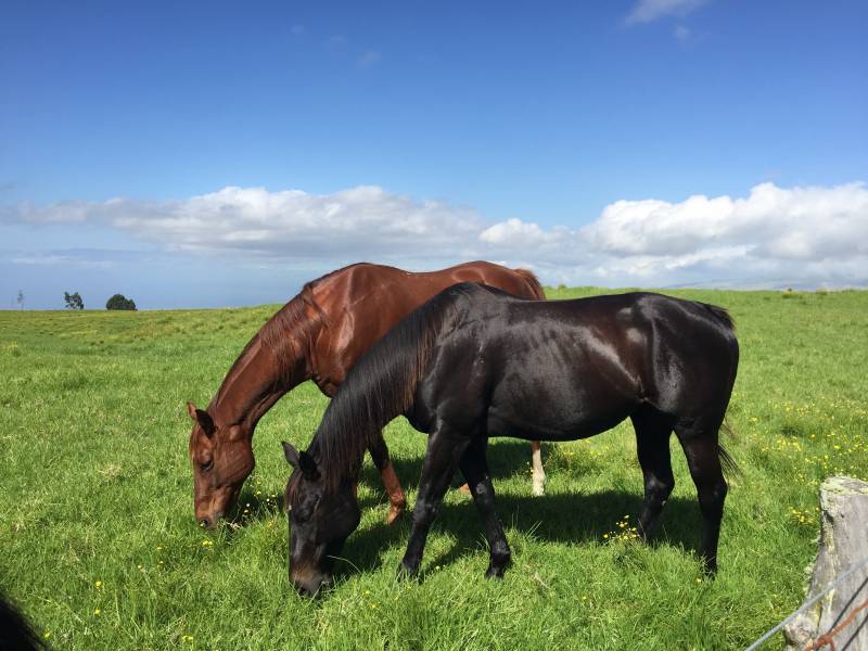 black horse and brown horse grazing on grass on big island hawaii