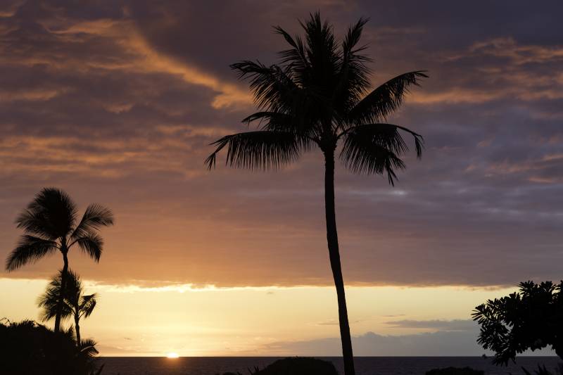 sun setting behind palm trees over the ocean