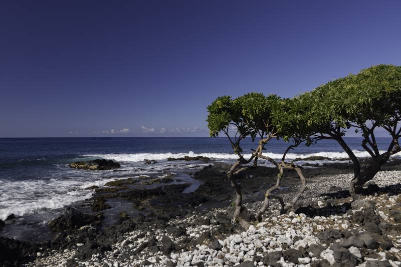 trees on a black rock beach on big island hawaii