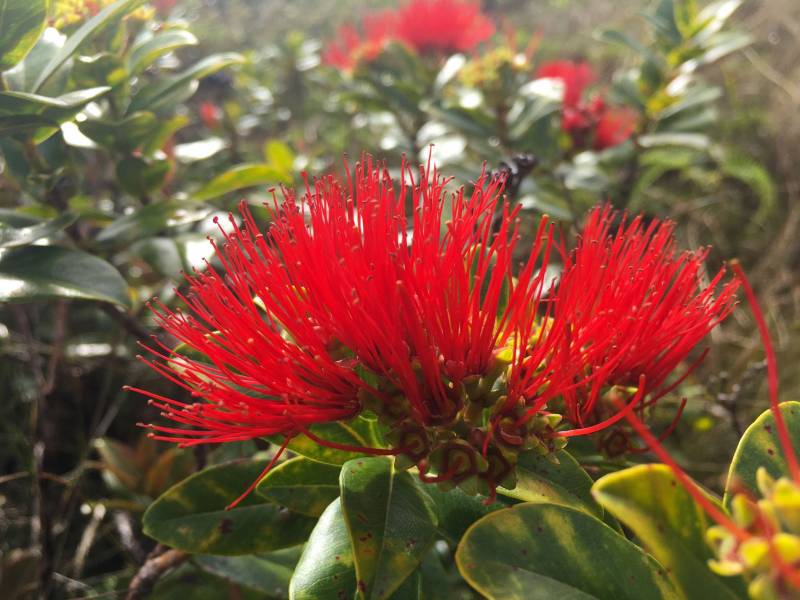 close up of red tropical flower amidst green foliage