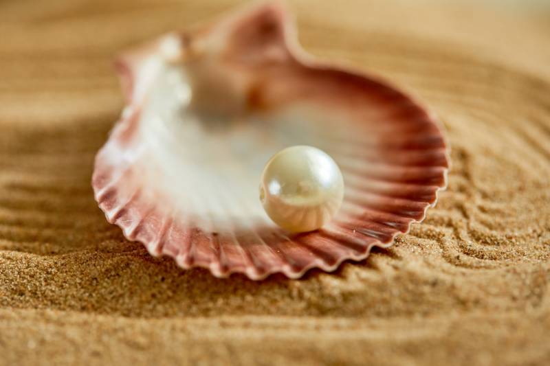 pearl sitting in sea shell