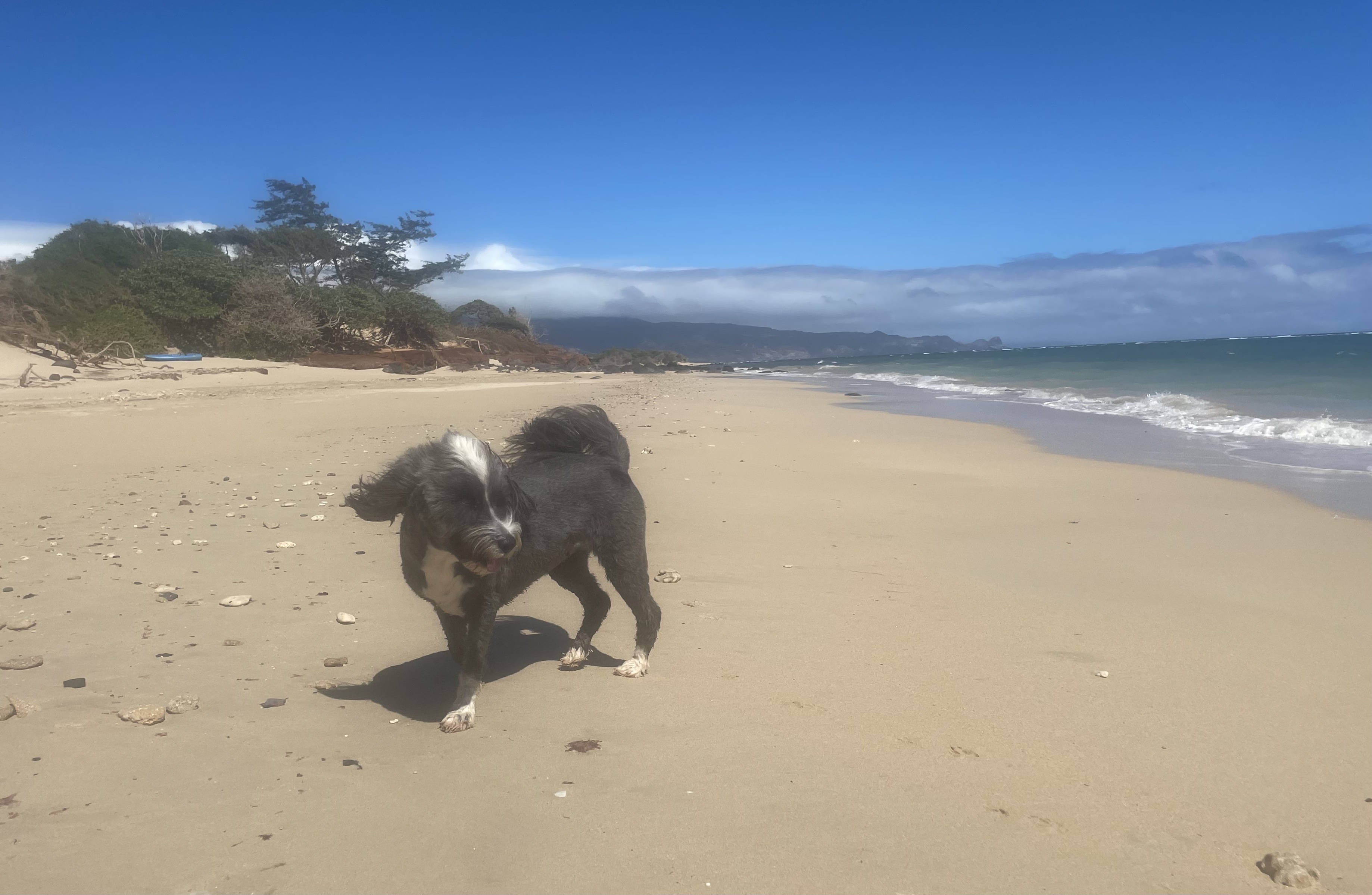 dog on the beach on maui