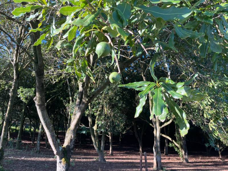 Macadamia nut orchard with green nuts on tree