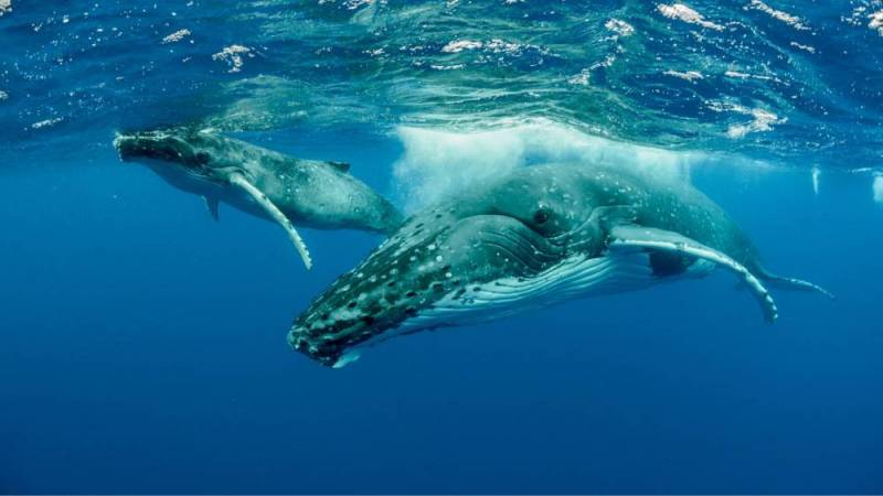 humpback whales in the ocean