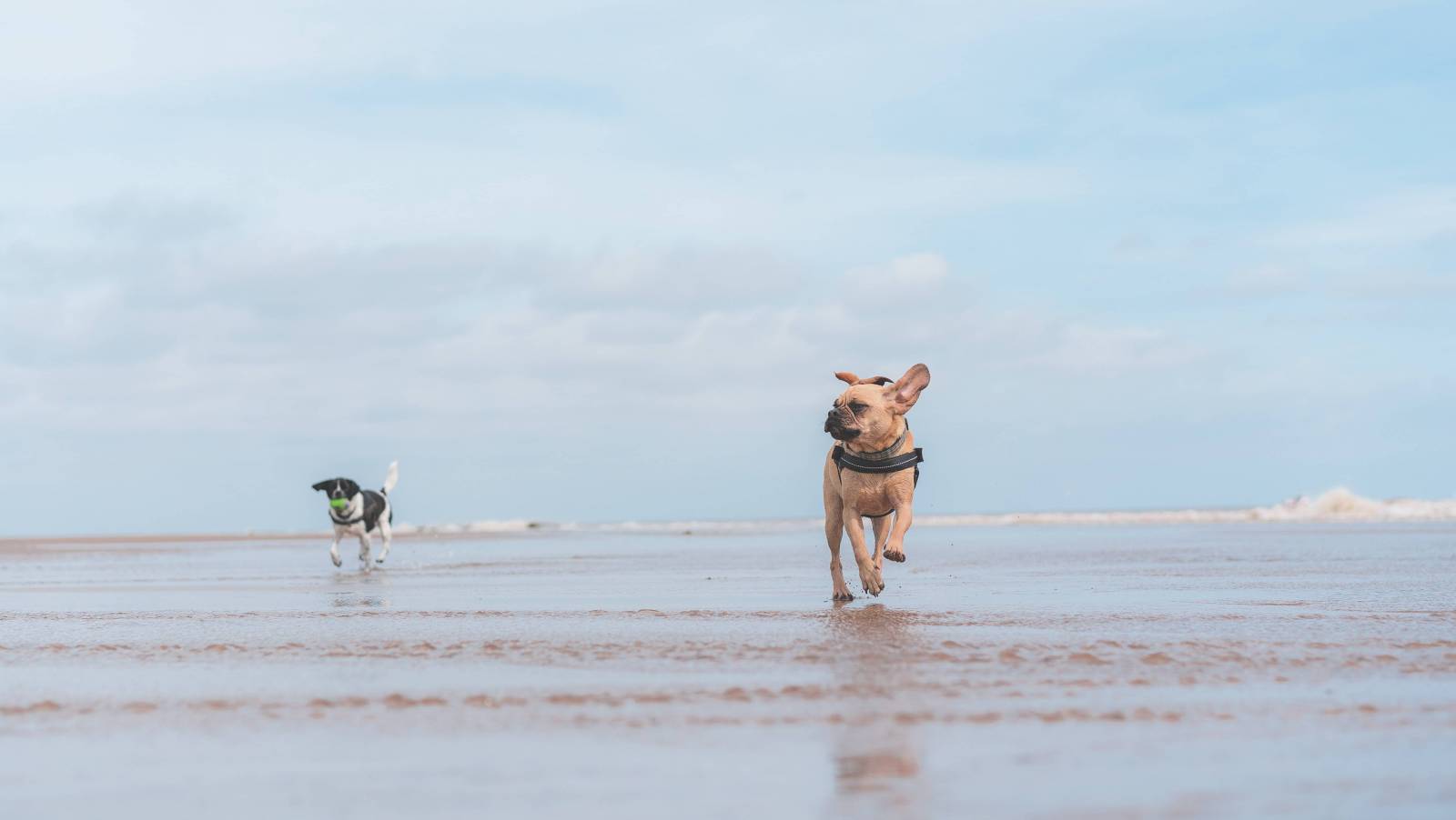 Everything You Need to Know About Moving Your Pet to Maui Hawaii Real