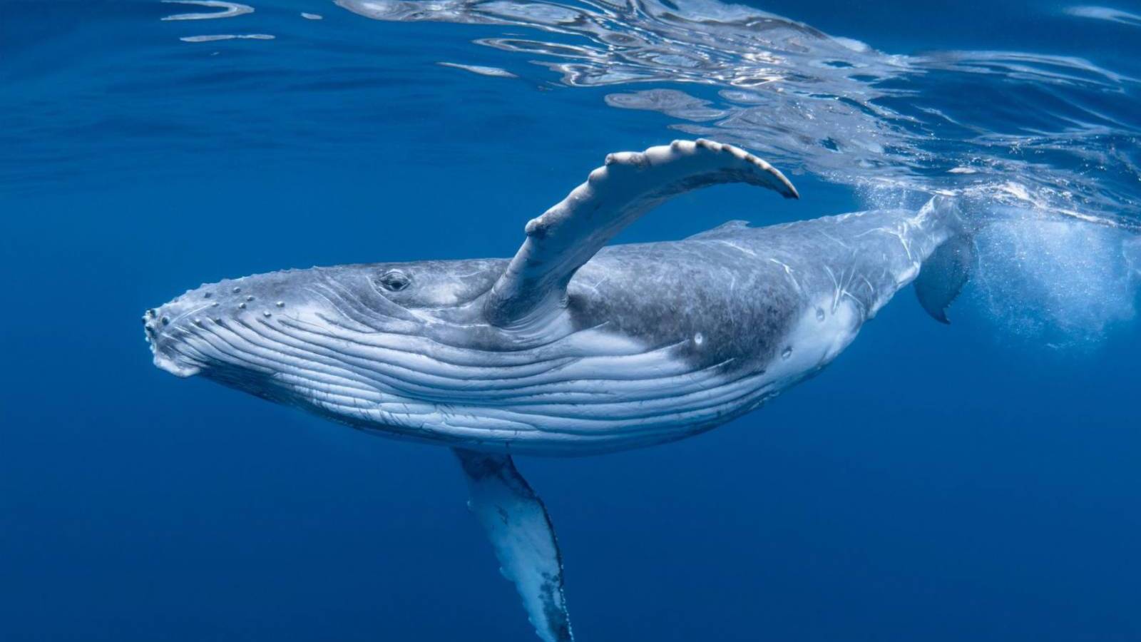 Kick Off Whale Season by Learning 10 Exciting Facts - Hawaii Real Estate Market & Trends | Hawaii Life