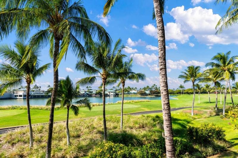 waterfront golf course with palm trees