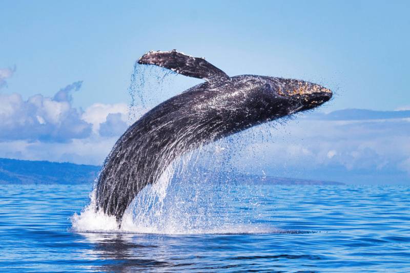 whale jumping out of the ocean