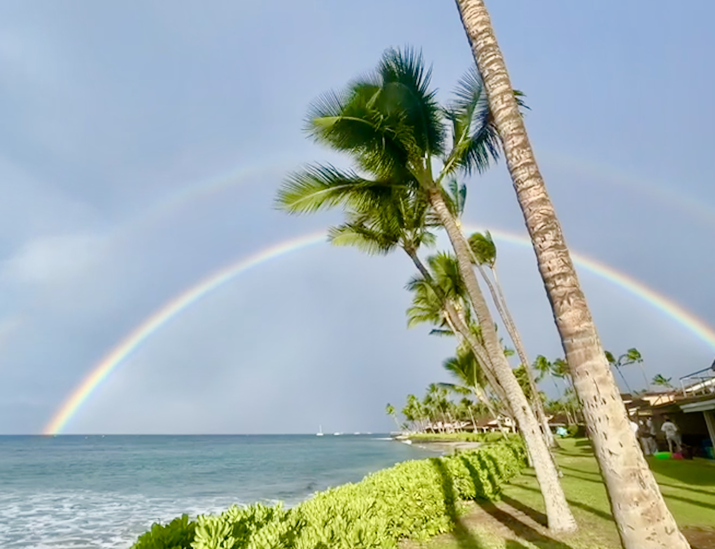 rainbow behind palm tree on the beach on west maui