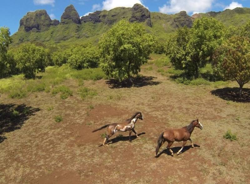horses running through land for sale north shore kauai