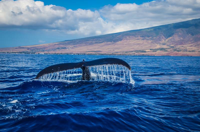 whale tail coming out of the ocean in hawaii