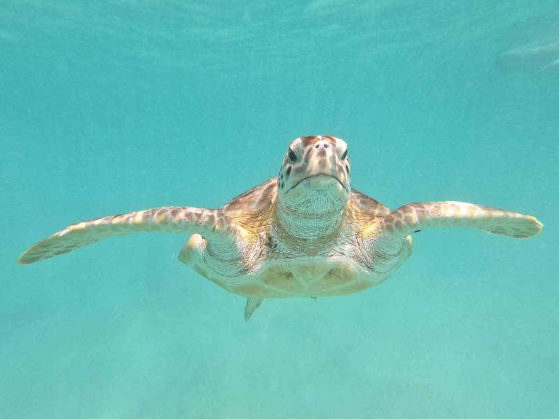 sea turtle swimming under water in the ocean
