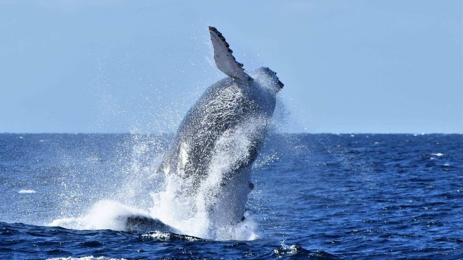 Whale Season is Here! - Hawaii Real Estate Market & Trends | Hawaii Life