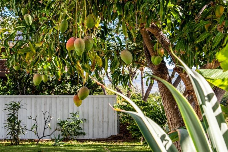 mango tree heavy with ripe fruit