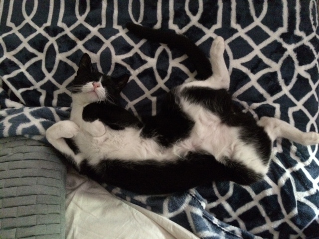 black and white cat sleeping on it back
