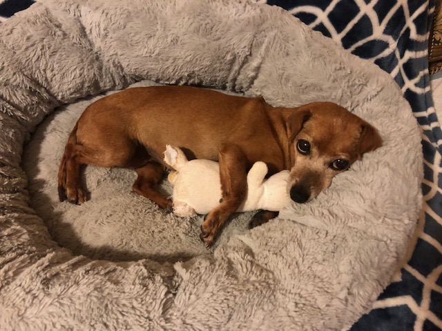 small dog laying in soft dog bed with stuffed animal toy