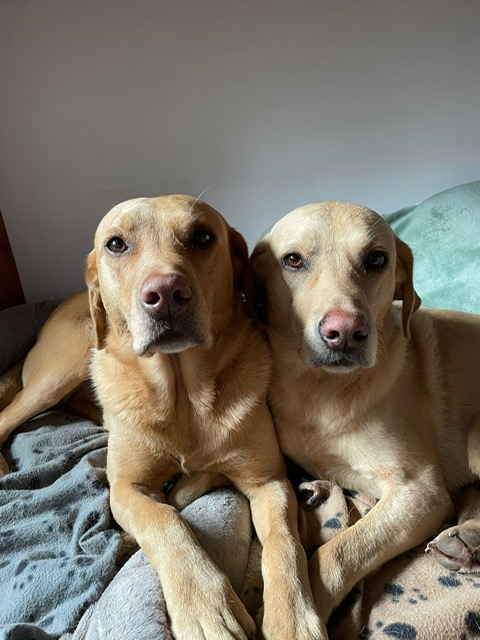 two matching short haired golden colored dogs
