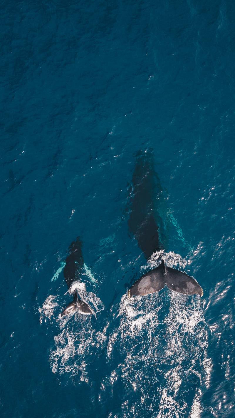 overhead view of two whales swimming