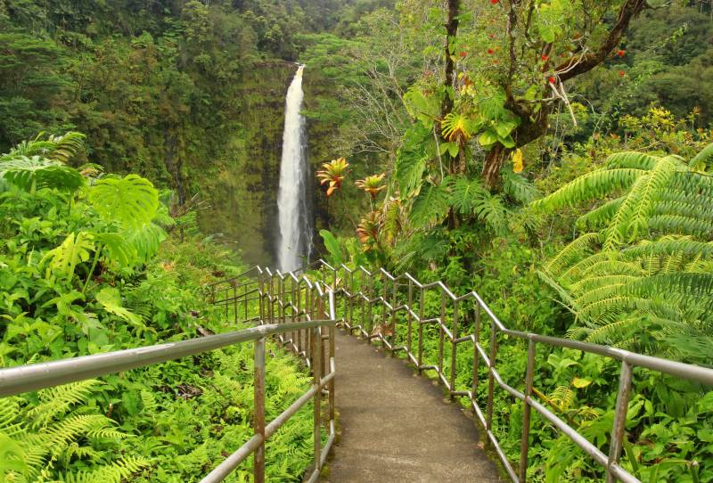 lush rainforest along path to waterfall on big island hawaii