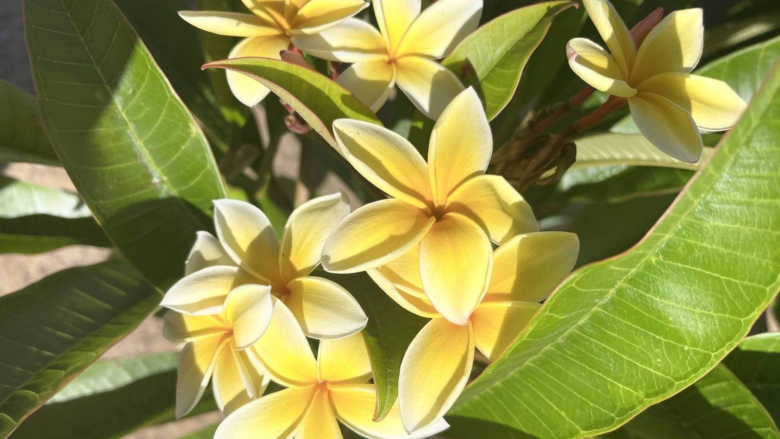 Plumeria The Symbol of Aloha Hawaii Real Estate Market & Trends