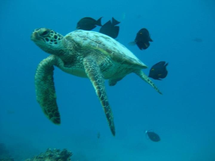 turtle under the sea