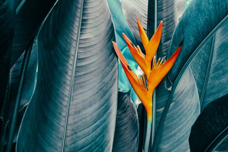blue toned tropical leaves with orange flower in front