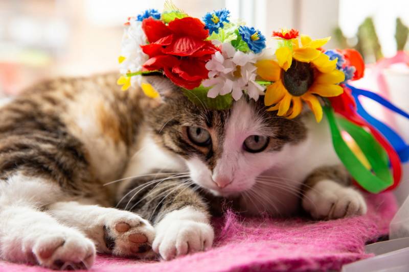 cat wearing a flower crown