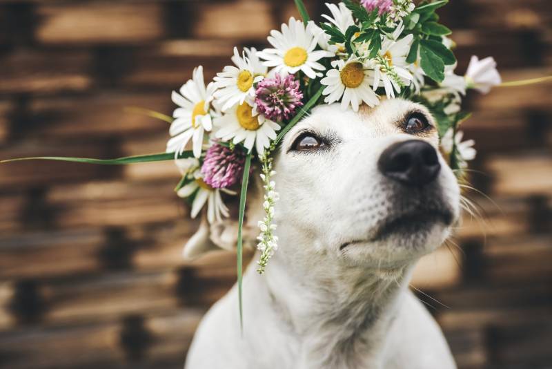 white dog wearing a flower crown