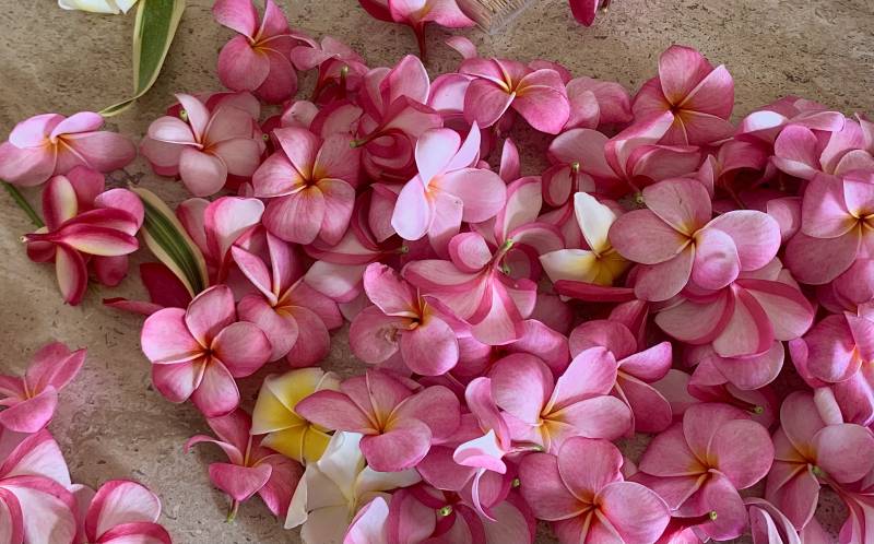 pink plumeria flowers