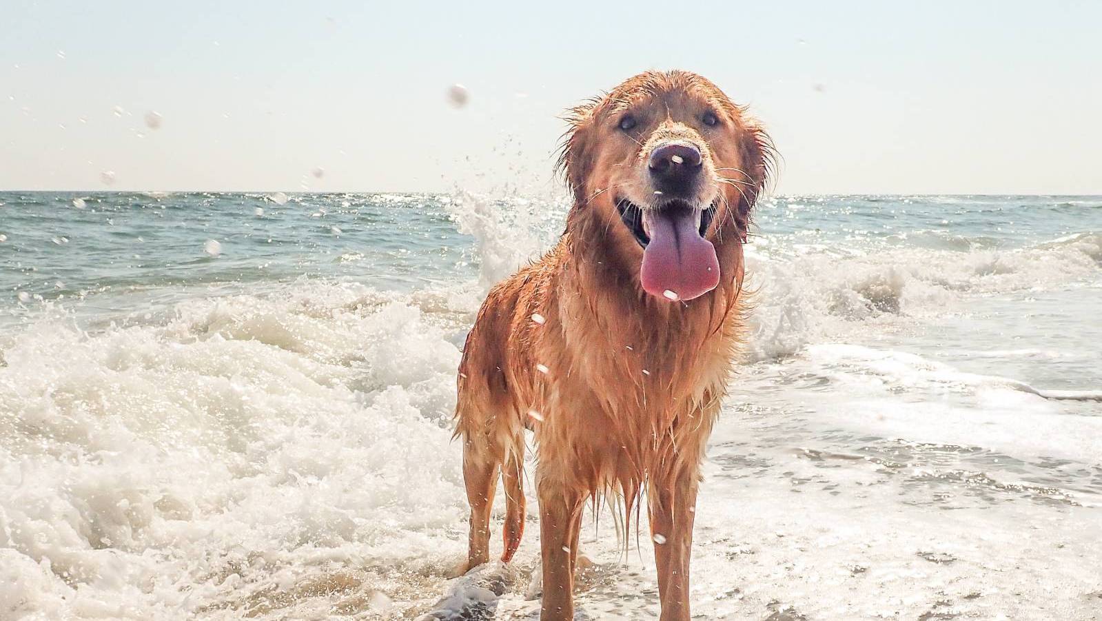 Challenge Spells Opportunity With Pets in Hawaii Hawaii Real Estate