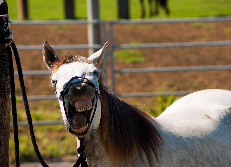 Big Island Horse Properties April 2023 Hawaii Real Estate Market