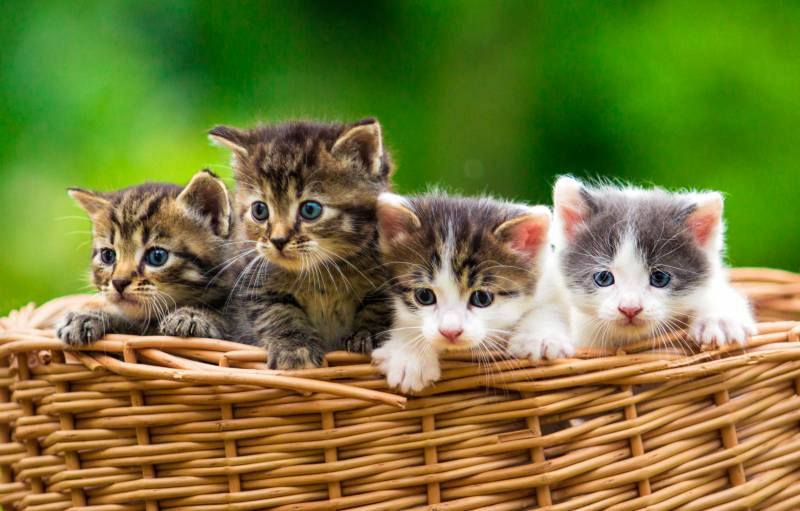 four kittens in a basket