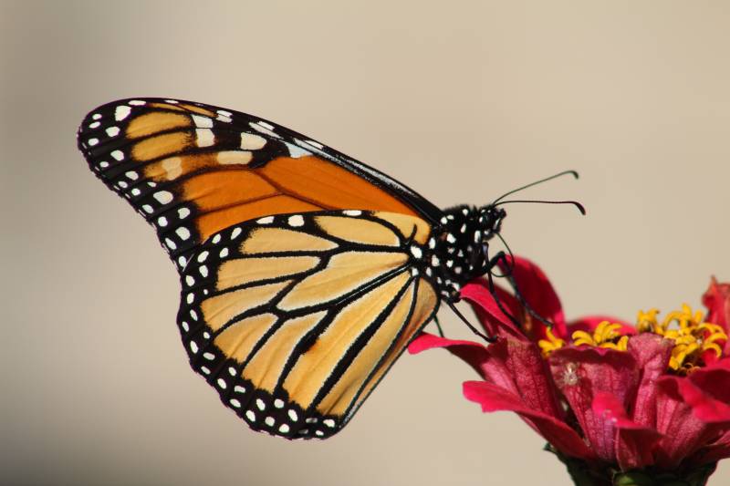 yellow and orange monarch butterfly sitting on a flower