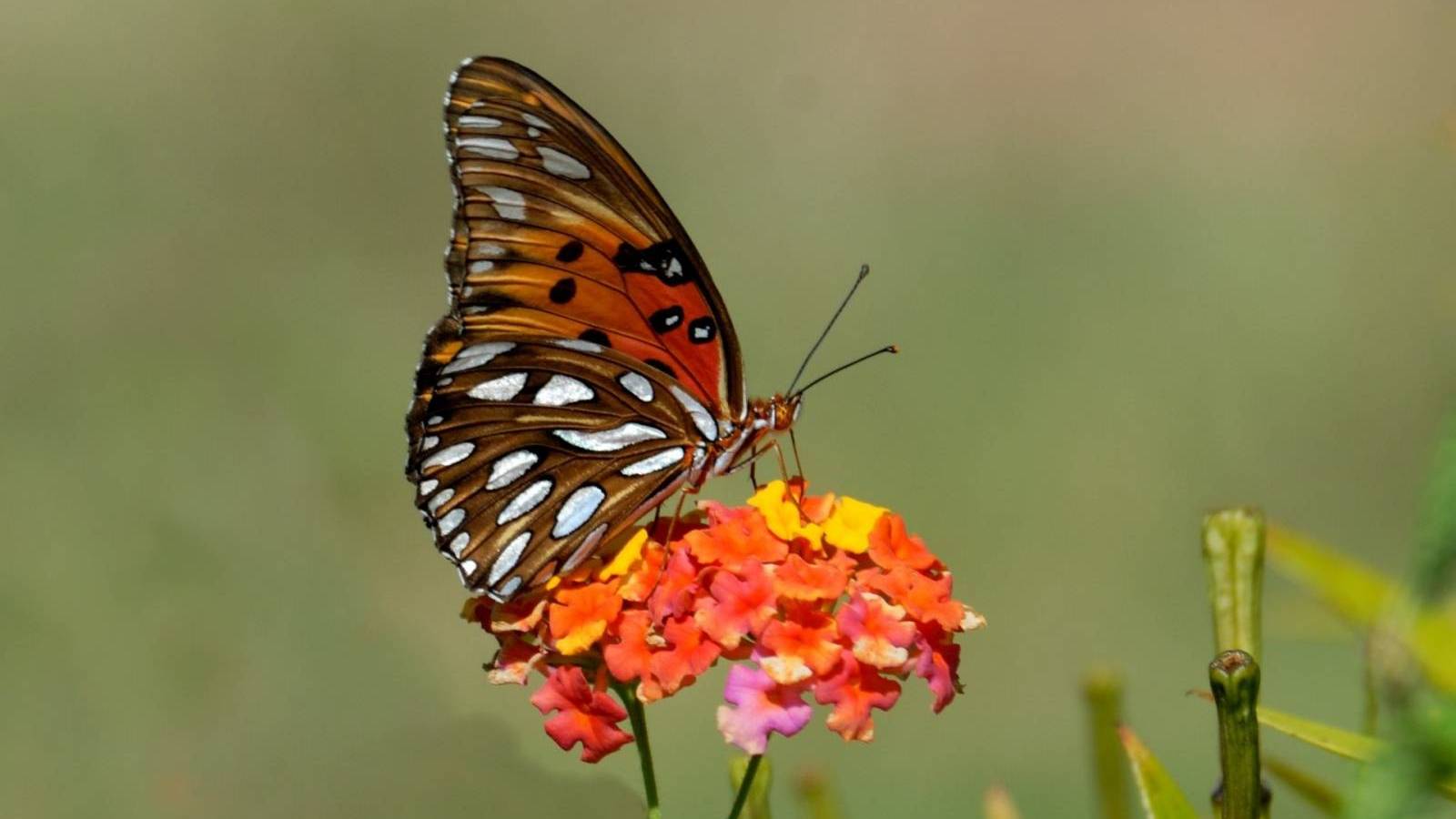 Hawaii Butterfly Season A Celebration of Nature's Beauty Hawaii Real