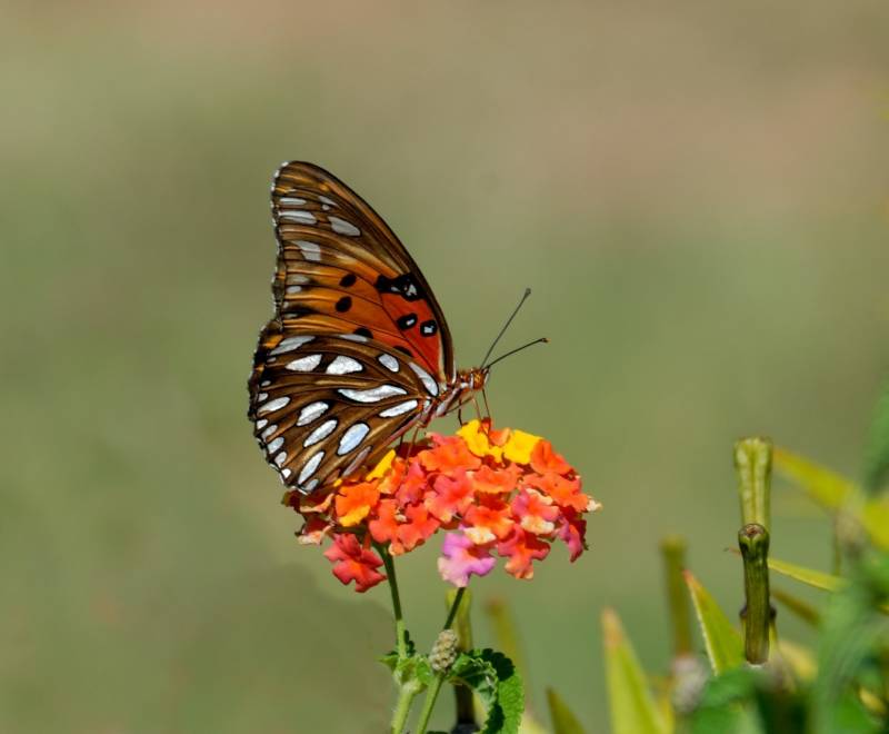 gulf fritillary butterfly sitting on small orange flowers