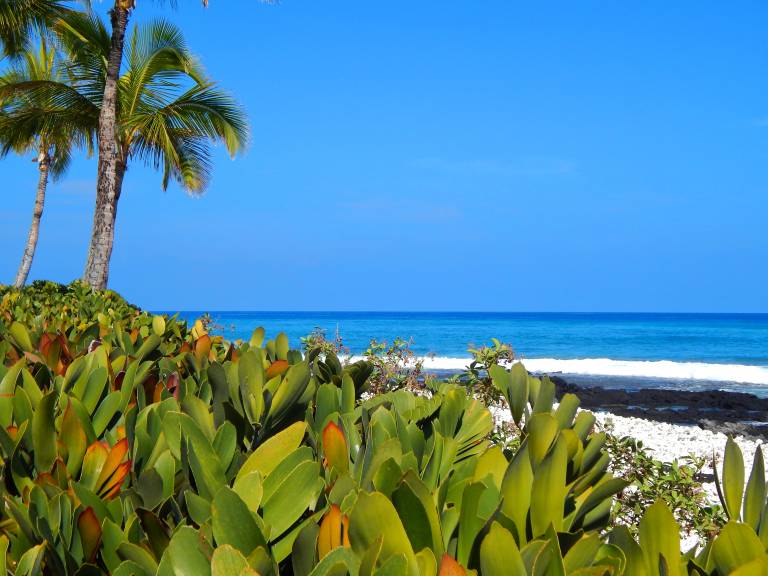 The Beauty and Diversity of Life at Waikoloa Beach Hawaii Real Estate