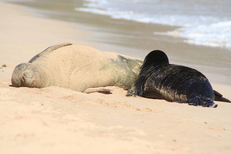 hawaiian monk seal and pup