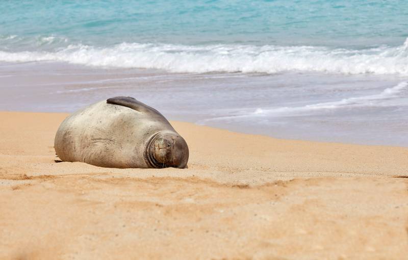 monk seal sleeping on the beach