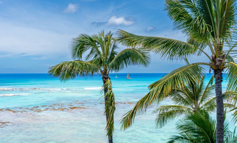 palm trees in front of blue ocean