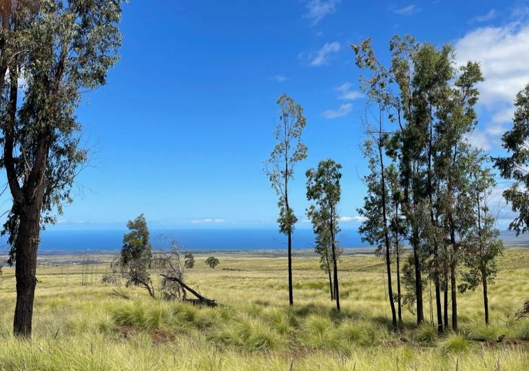 Magnificent 668 Acre Parcel of Rolling Pasture Land Hawaii Real